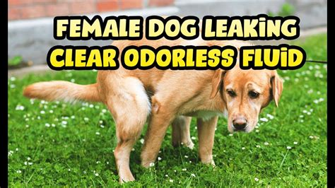 why is my dogs nipples leaking clear fluid|5 Potential Causes of Nipple Discharge in Dogs